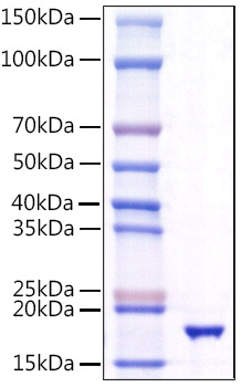 Recombinant Human TNFSF10/TRAIL/CD253 Protein