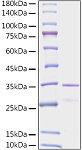 Recombinant Human EGLN1/PHD2 Protein (RP01542LQ)