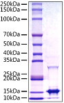 Recombinant Monkeypox virus A29 Protein (RP01543)