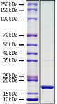 Recombinant Monkeypox virus L1R Protein (RP01544)