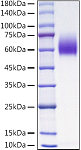 Recombinant Mouse PVR/CD155 Protein (RP01551)
