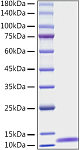 Recombinant Human EGF Protein (RP01556)