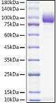 Recombinant Mouse PVR/CD155 Protein (RP01557)