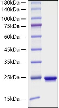 Recombinant Mouse Sonic hedgehog protein N-product/SHH Protein