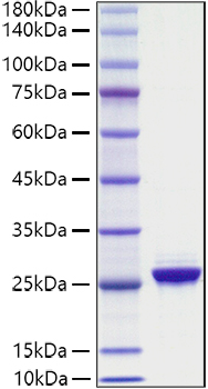 Recombinant Human NF-L/NEFL Protein