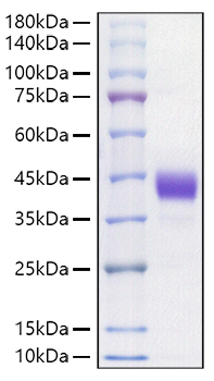 Recombinant Mouse CD52 Protein