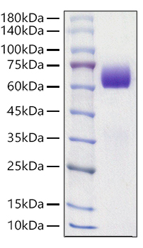 Recombinant Mouse Tyrosine-protein kinase receptor UFO/Axl Protein