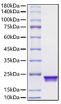 Recombinant Mouse MUP-15 Protein (RP01576LQ)