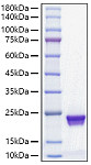 Recombinant Mouse MUP-1 Protein (RP01588LQ)