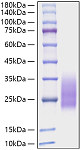 Recombinant Monkeypox virus A30L Protein (RP01593)