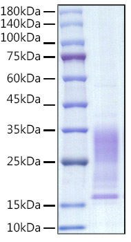 Recombinant Mouse IL-13 Protein