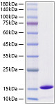 Recombinant Monkeypox virus D6L Protein (RP01606)