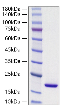Recombinant Mouse PPIase A/PPIA Protein