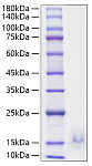 Recombinant Human CCL5/RANTES Protein (RP01612LQ)