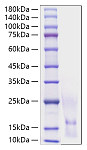 Recombinant Human CCL1/I-309 Protein (RP01613)