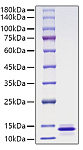 Recombinant Human CCL13/MCP-4 Protein (RP01614)