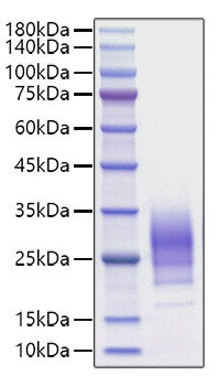Recombinant Human IL-22 Protein