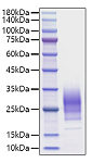 Recombinant Human IL-22 Protein (RP01616)