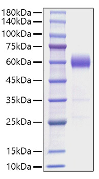 Recombinant Mouse IL-22 Protein