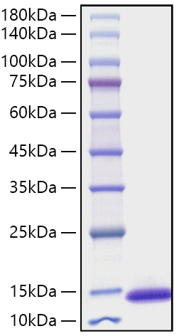 Recombinant Mouse CXCL10/IP-10 Protein