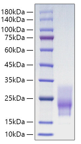 Recombinant Human CD63 Protein