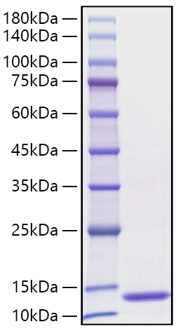 Recombinant Human CCL3/MIP-1 alpha Protein