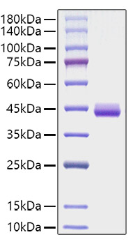 Recombinant Human CCL11/Eotaxin Protein