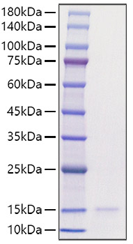 Recombinant Human CCL3/MIP-1 alpha Protein
