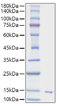 Recombinant Human CXCL10/IP-10 Protein