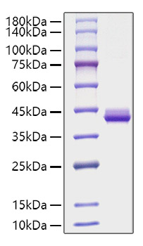 Recombinant Human CXCL12/SDF-1 Protein
