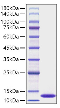 Recombinant Human CXCL1/GRO-alpha Protein