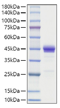 Recombinant Human CCL2/MCP-1 Protein