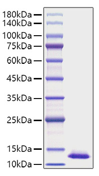 Recombinant Human CXCL2/MIP-2 Protein