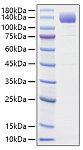 Recombinant Rat VEGFR-2/KDR/CD309 Protein (RP01658)