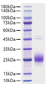 Recombinant Human Chorionic Gonadotropin/CGA Protein