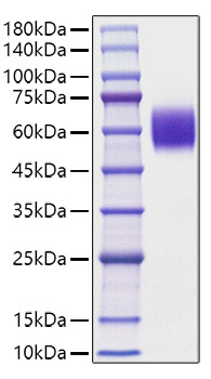 Recombinant Mouse Apolipoprotein H/ApoH Protein