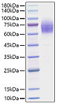 Recombinant Mouse Thrombopoietin/THPO Protein (RP01665)