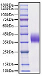 Recombinant Mouse B7-DC/PD-L2/CD273 Protein (RP01666)