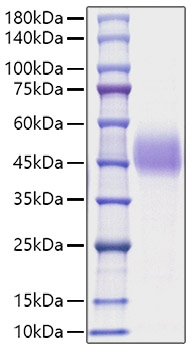 Recombinant Mouse TFPI Protein