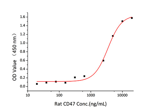 Recombinant Rat CD47 Protein