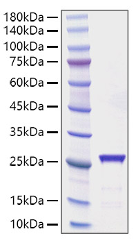 Recombinant Rat CNTF Protein