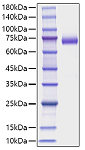 Recombinant Mouse DLL4 Protein (RP01681)