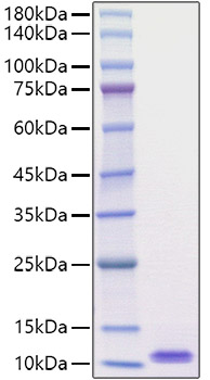 Recombinant Mouse EGF Protein