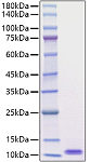 Recombinant Mouse EGF Protein (RP01684)