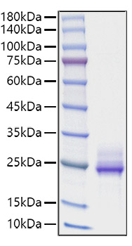 Recombinant Human IL-6 Protein