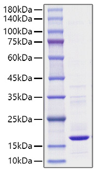Recombinant Mouse TNF-alpha/TNF Protein