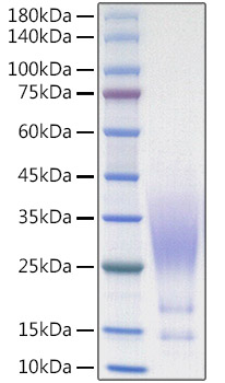 Recombinant Human CX3CL1/Fractalkine Protein