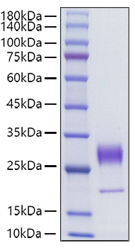 Recombinant Human FGF-7/HBGF-7 Protein