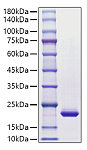 Recombinant Human G-CSF/CSF3 Protein (RP01722)