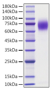 Recombinant human Trk-A/NTRK1 Protein